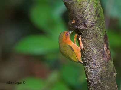 Rufous Piculet - 3