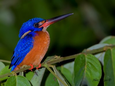 Blue-eared Kingfisher - sp 2