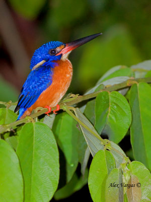 Blue-eared Kingfisher - 2
