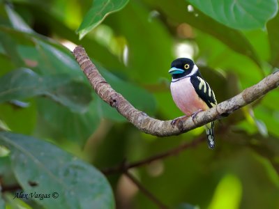 Black-and-Yellow Broadbill - far away