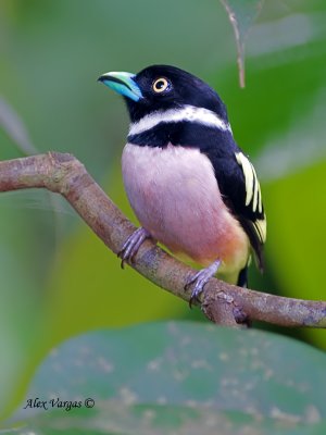 Black-and-Yellow Broadbill - profile