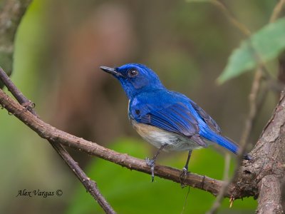 Malaysian Blue-Flycatcher - male - back view