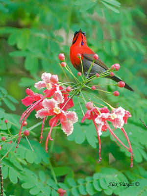 Crimson Sunbird - male  - in pink