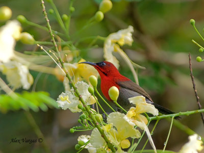 Crimson Sunbird - male  - in yellow