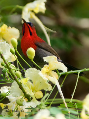 Crimson Sunbird - male  - looking up