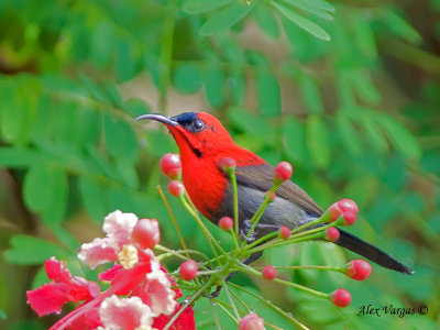 Crimson Sunbird - male
