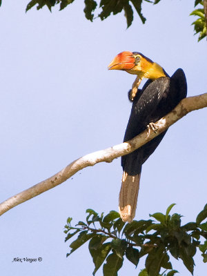 Wrinkled Hornbill - male - juvenile