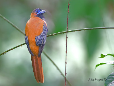 Red-naped Trogon - sp 7