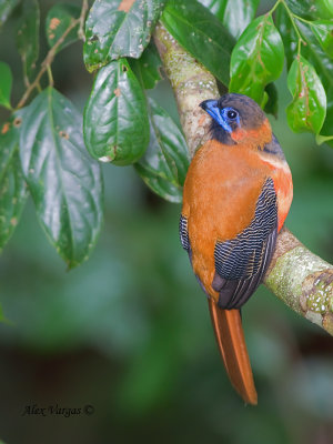 Red-naped Trogon - male - juvenile - from above