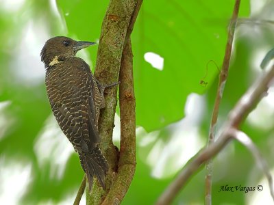Buff-necked Woodpecker - sp 9