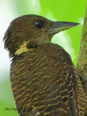 Buff-necked Woodpecker - portrait