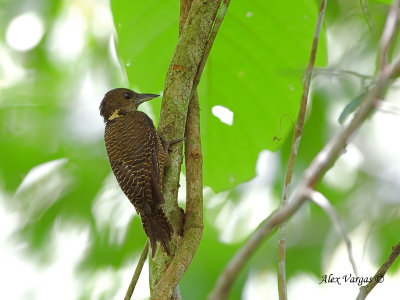 Buff-necked Woodpecker - 2