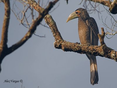 Bushy-crested Hornbill - sp 12