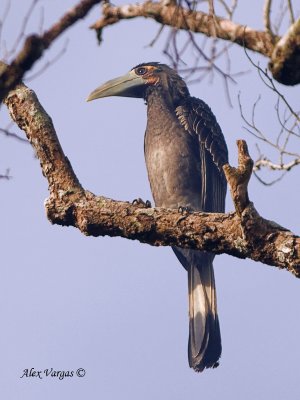 Bushy-crested Hornbill - 2
