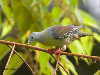 Little Green-Pigeon - looking down