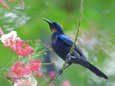 Copper-throated Sunbird - male  - looking up