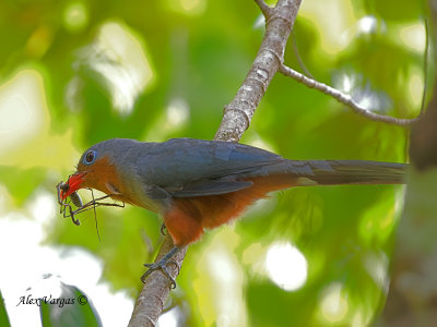 Red-billed Malkoha - with prey