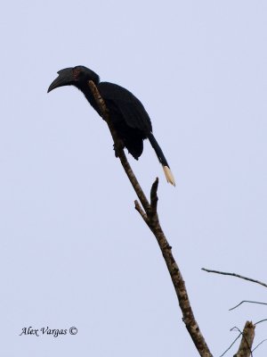 Asian Black Hornbill - female - far away