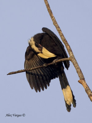 Asian Black Hornbill - male - morning light