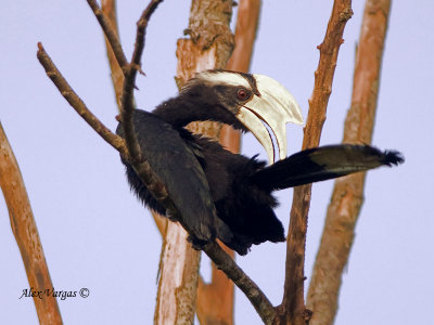 Asian Black Hornbill - male - preening