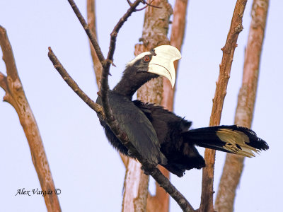 Asian Black Hornbill - male - looking