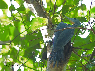 Greater Slaty Woodpecker - sp 24