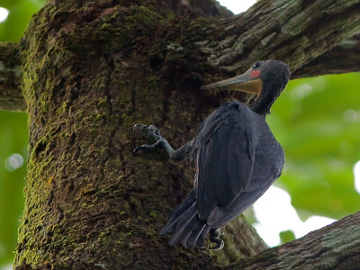 Greater Slaty Woodpecker - male