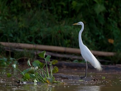 Intermediate Egret - sp 25