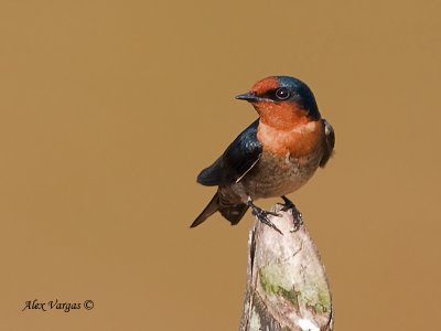 Pacific Swallow - sp 26