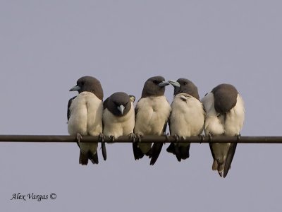 White-breasted Woodswallow - sp 28