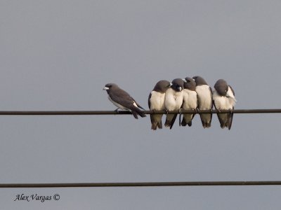 White-breasted Woodswallow - preening each other