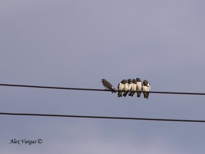 White-breasted Woodswallow - far out there!