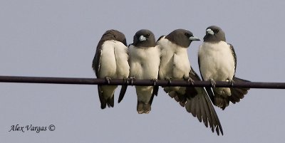 White-breasted Woodswallow - stretching