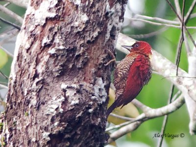 Banded Woodpecker - female