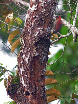 Banded Woodpecker - female  - super far away!