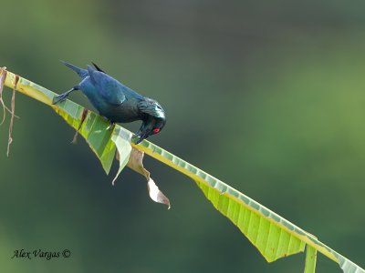 Asian Glossy Starling - get it!