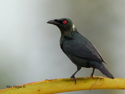 Asian Glossy Starling - sp 31