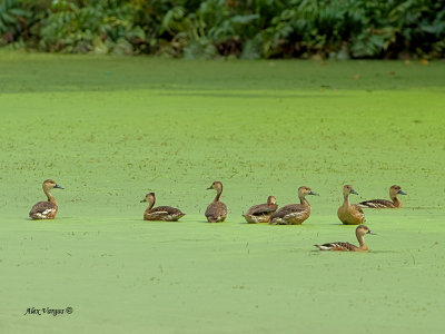 Wandering Whistling-Duck - sp 33