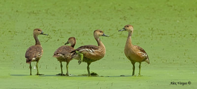 Wandering Whistling-Duck - closer