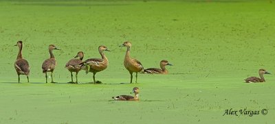 Wandering Whistling-Duck - group