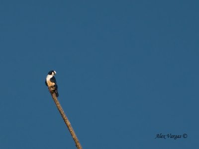White-fronted Falconet - sp 34