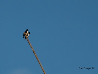 White-fronted Falconet - pair