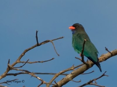 Dollarbird