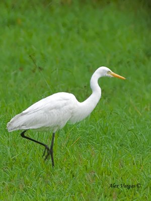 Great Egret - walking tall