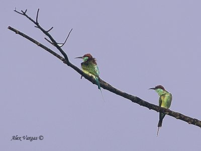 Blue-throated Bee-eater - high up there