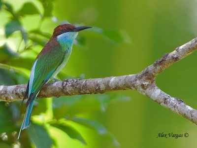 Blue-throated Bee-eater - big crop