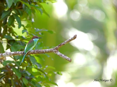 Blue-throated Bee-eater - far away