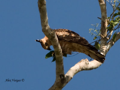 Wallace's Hawk-Eagle - eating something