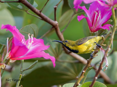 Olive-backed Sunbird - male - eclipse