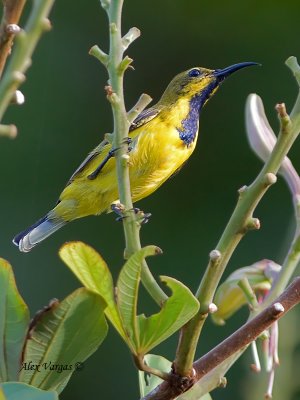 Olive-backed Sunbird - male eclipse - alert